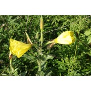 oenothera glazioviana micheli