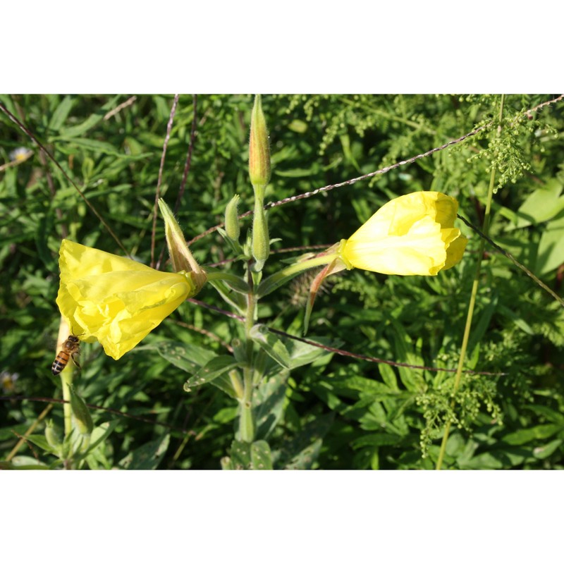 oenothera glazioviana micheli