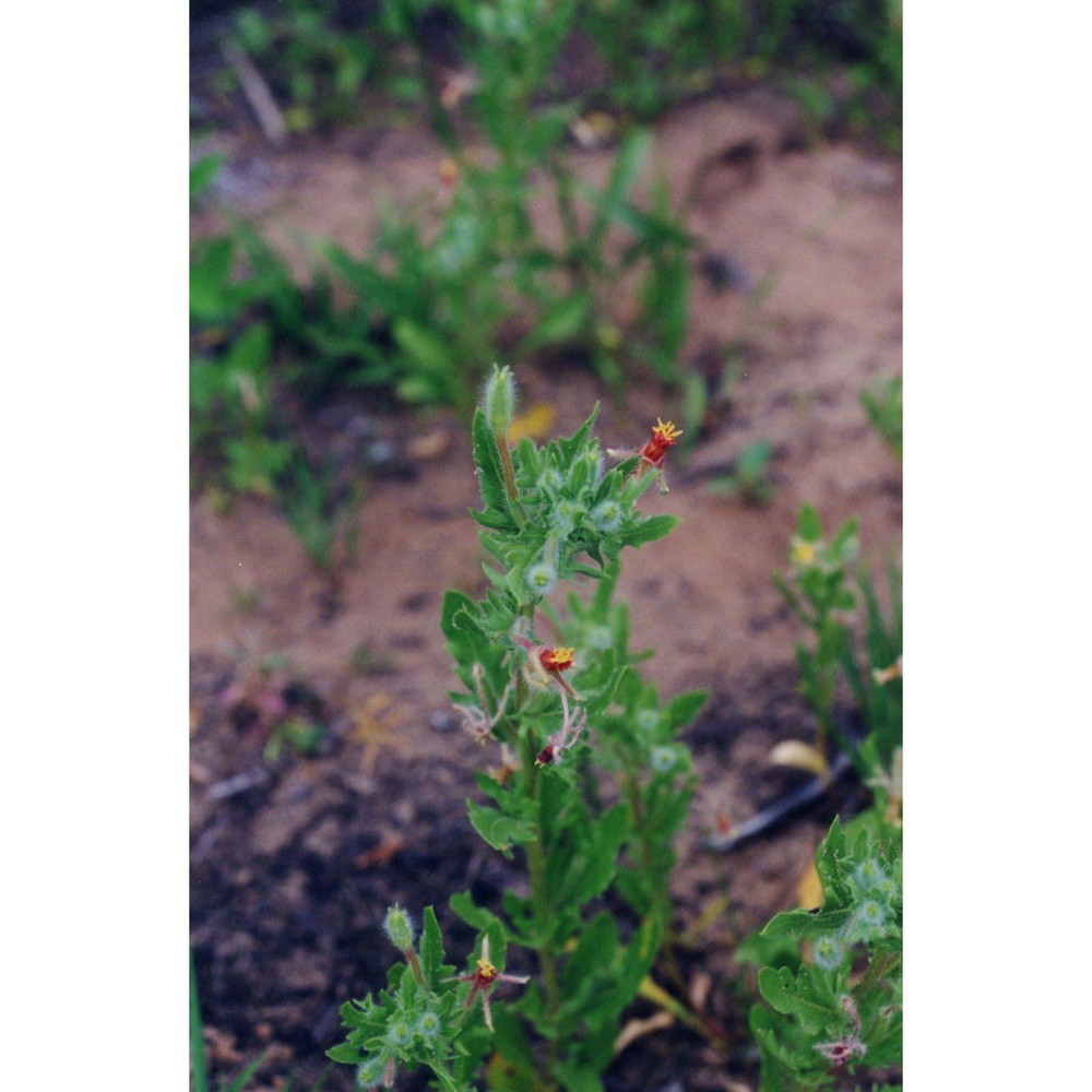 oenothera laciniata hill