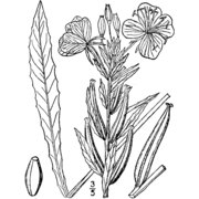 oenothera oakesiana (a. gray) robbins ex s. watson et j. m. coult.