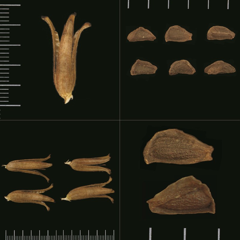 oenothera oehlkersi kappus ex rostański