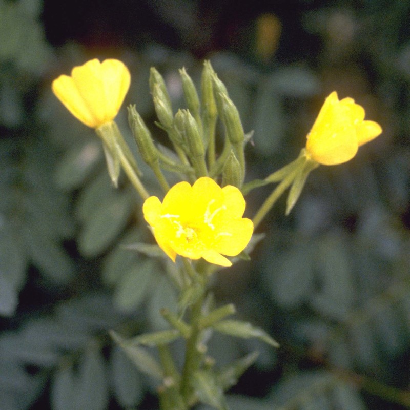 oenothera parviflora l.