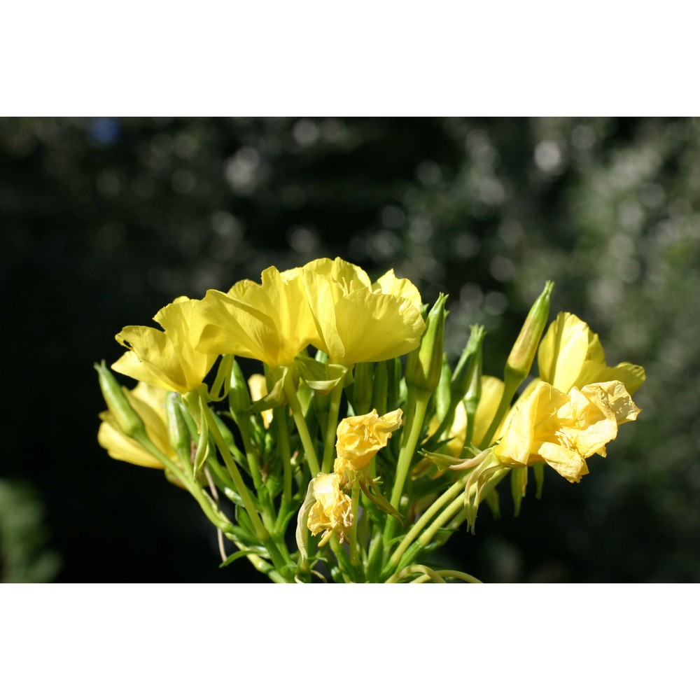 oenothera parviflora l.