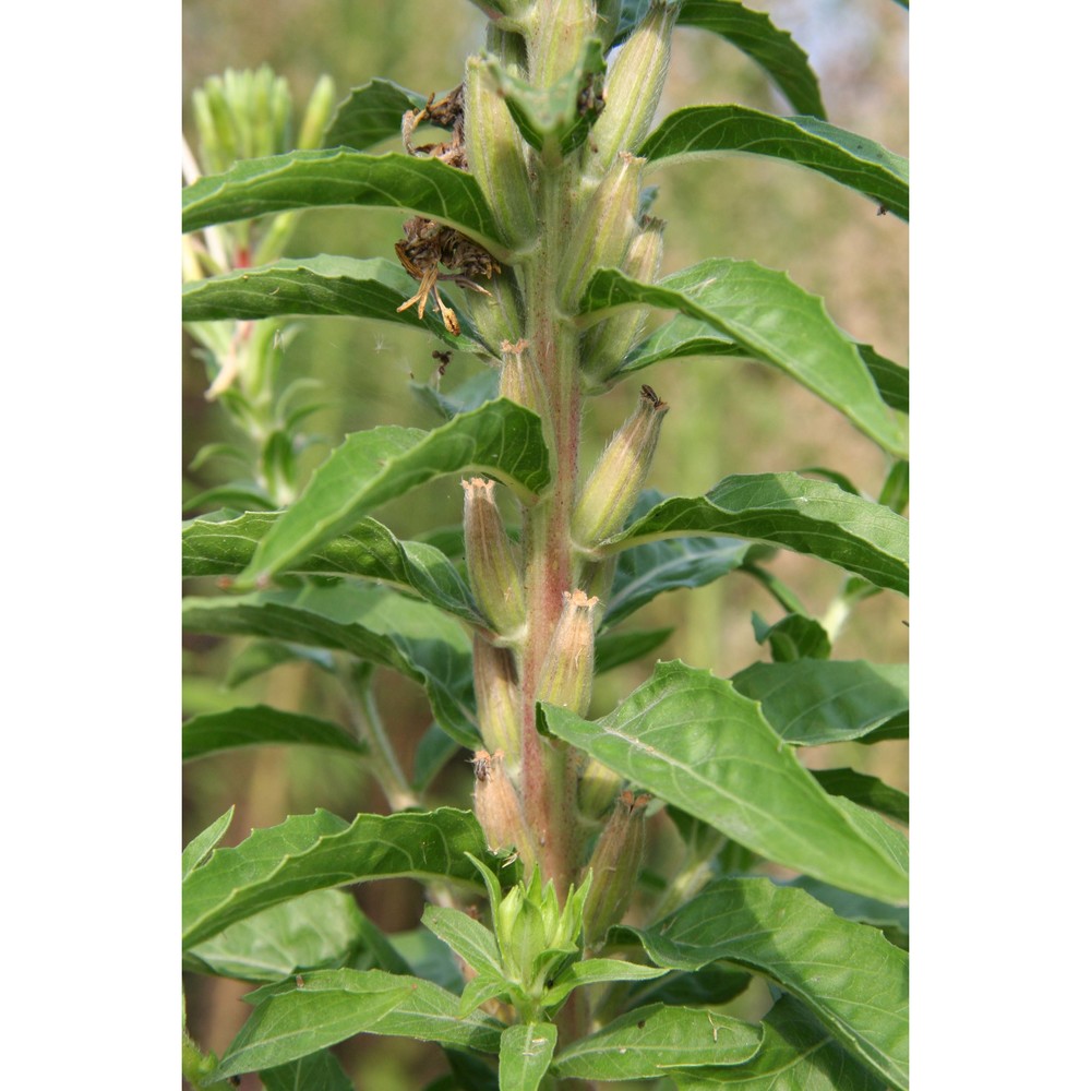oenothera pedemontana soldano et rostański
