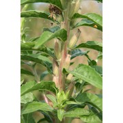 oenothera pedemontana soldano et rostański