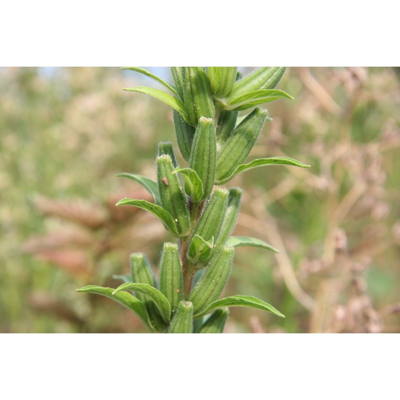 oenothera pedemontana soldano et rostański