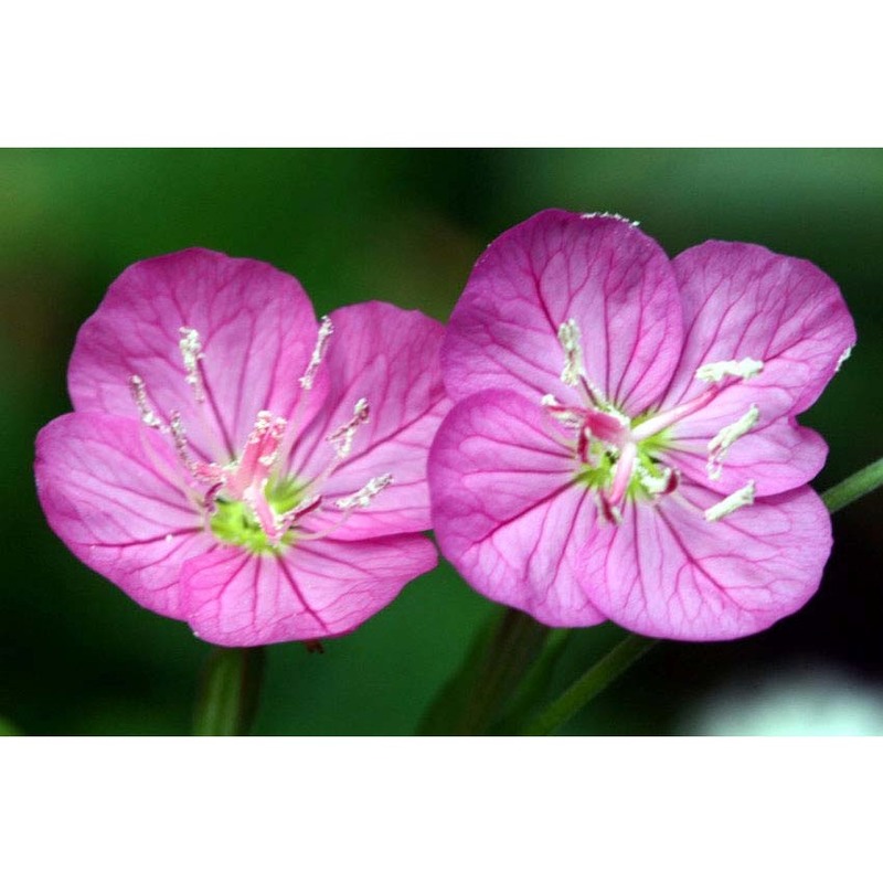 oenothera rosea l’her. ex aiton