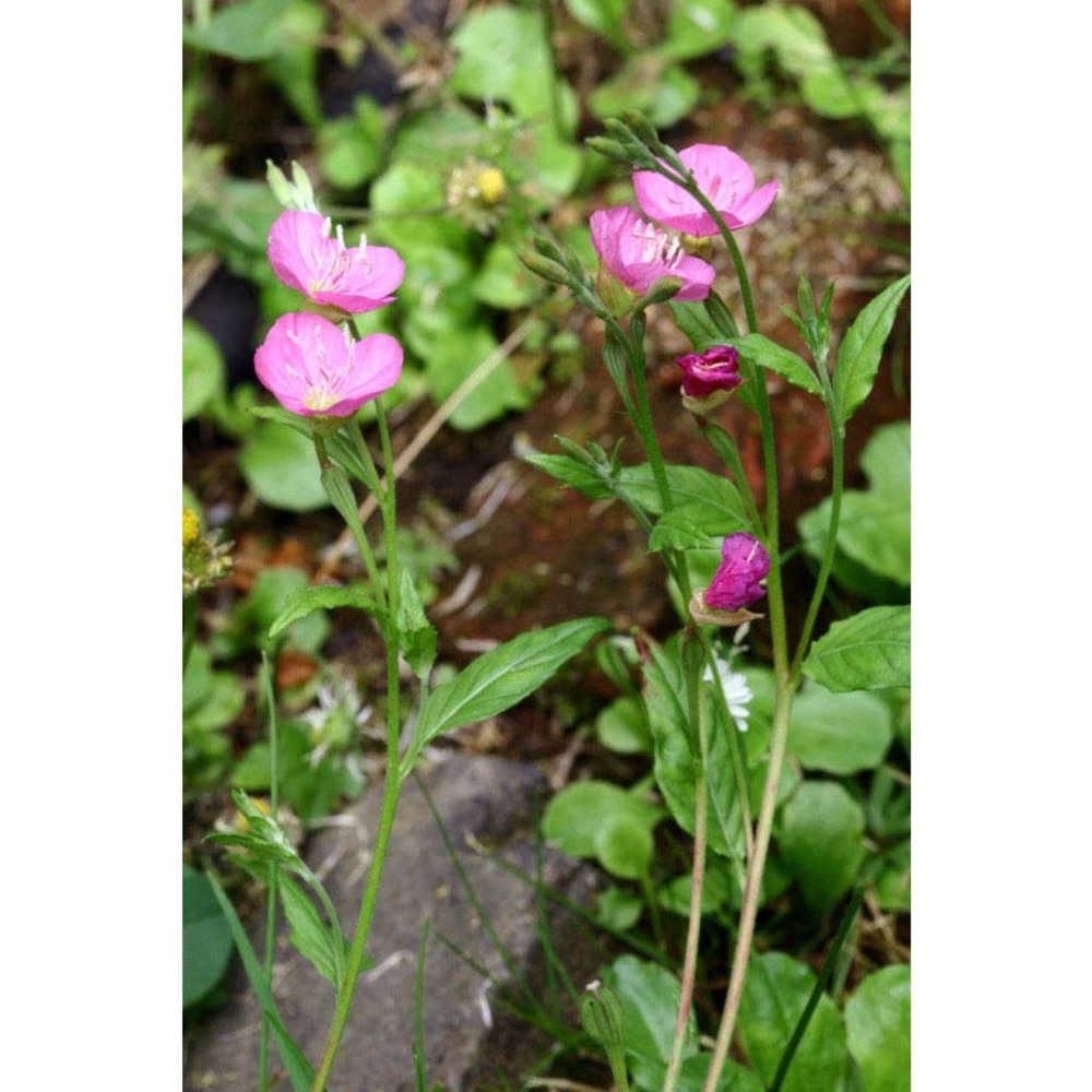 oenothera rosea l’her. ex aiton