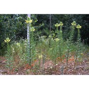 oenothera royfraseri r. r. gates