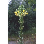 oenothera royfraseri r. r. gates