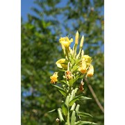 oenothera sesitensis soldano