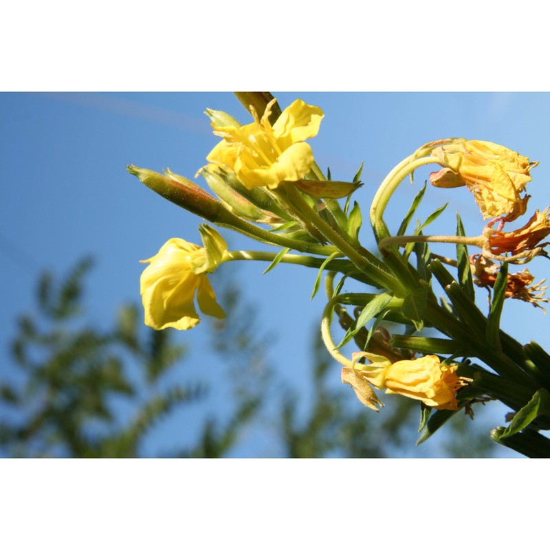 oenothera sesitensis soldano