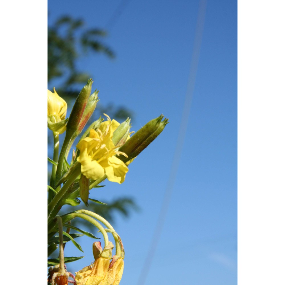 oenothera sesitensis soldano