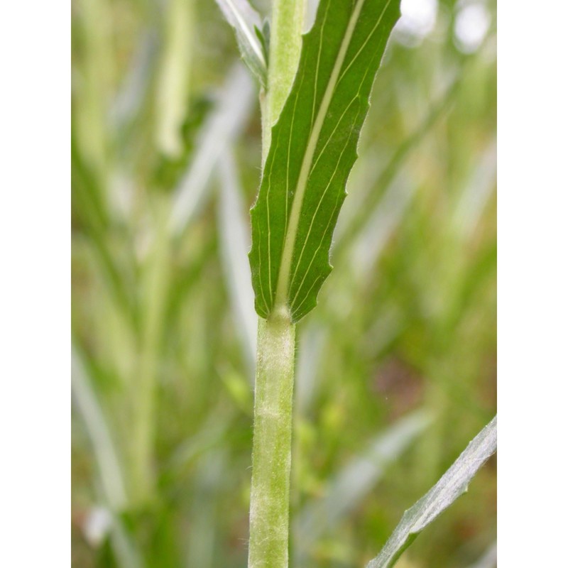 oenothera stricta ledeb. ex link