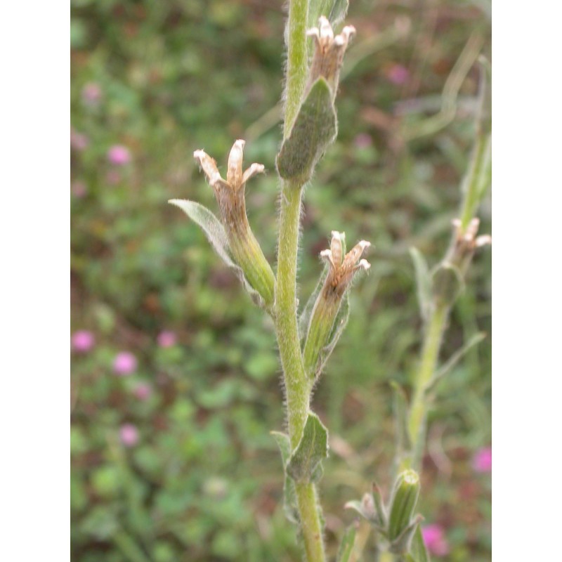 oenothera stricta ledeb. ex link