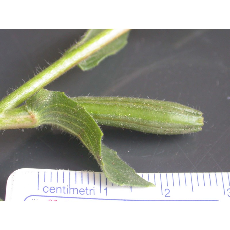 oenothera stricta ledeb. ex link