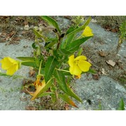 oenothera stucchii soldano