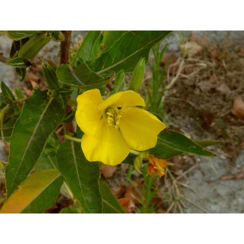 oenothera stucchii soldano