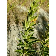 oenothera stucchii soldano