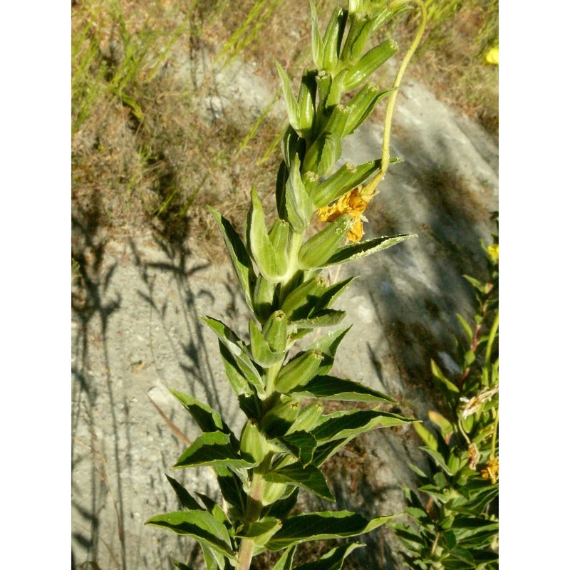 oenothera stucchii soldano