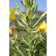 oenothera suaveolens desf. ex pers.