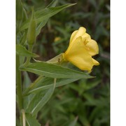 oenothera suaveolens desf. ex pers.