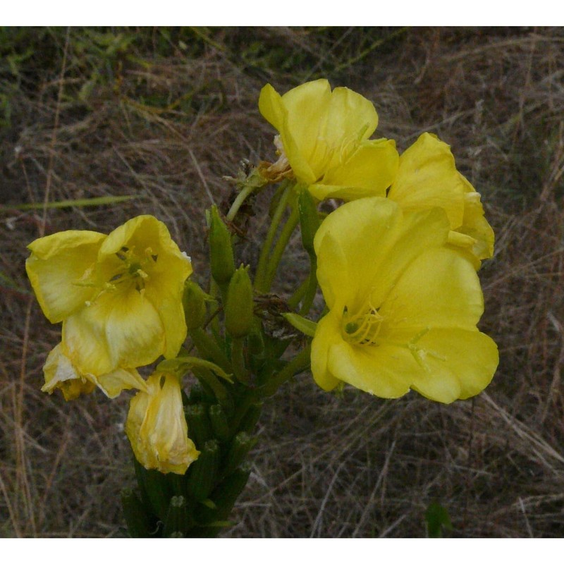 oenothera suaveolens desf. ex pers.