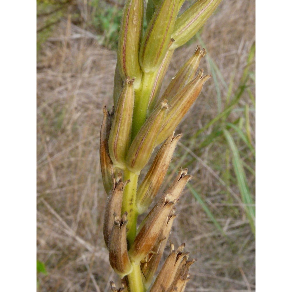 oenothera suaveolens desf. ex pers.