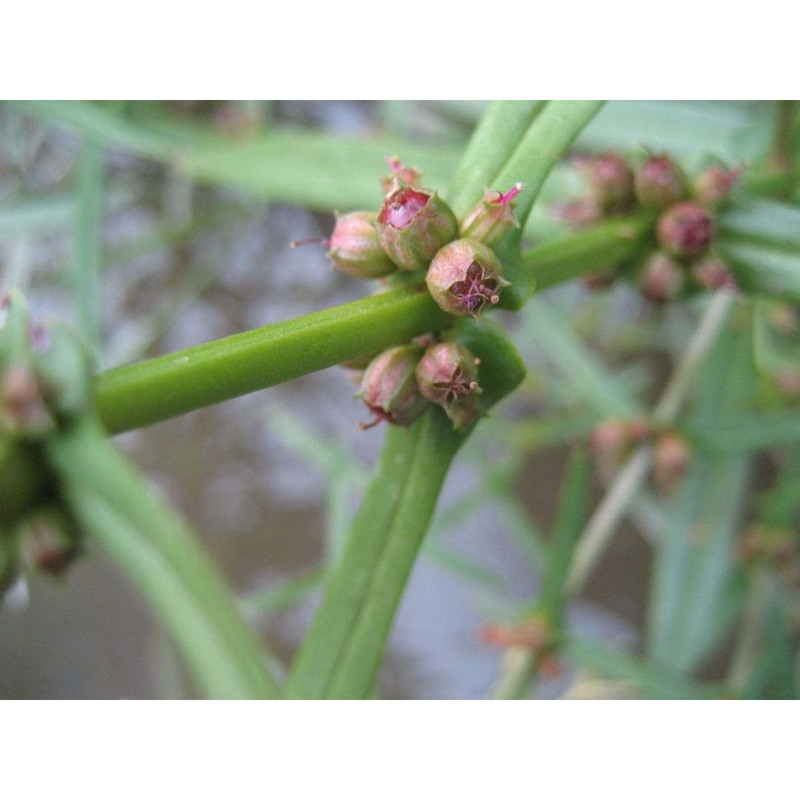 ammannia coccinea rottb.