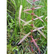 ammannia coccinea rottb.