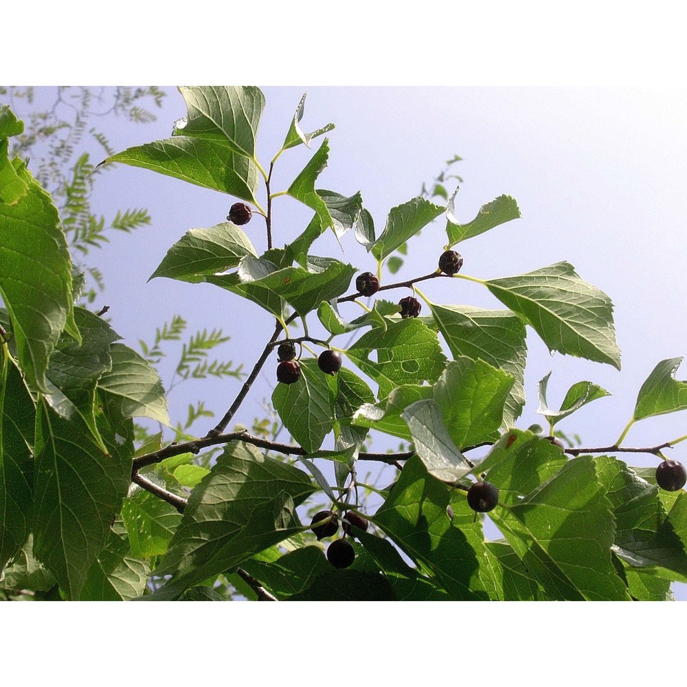 celtis occidentalis l.