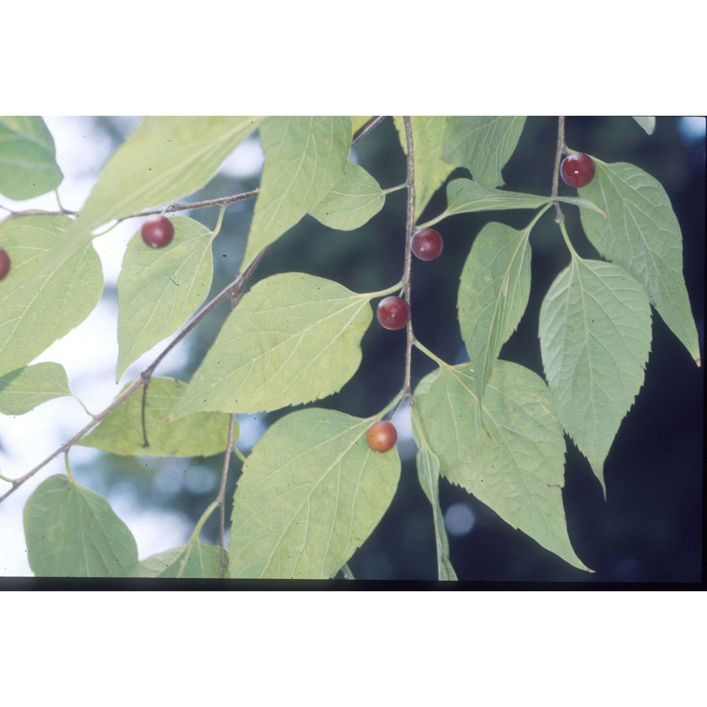 celtis occidentalis l.