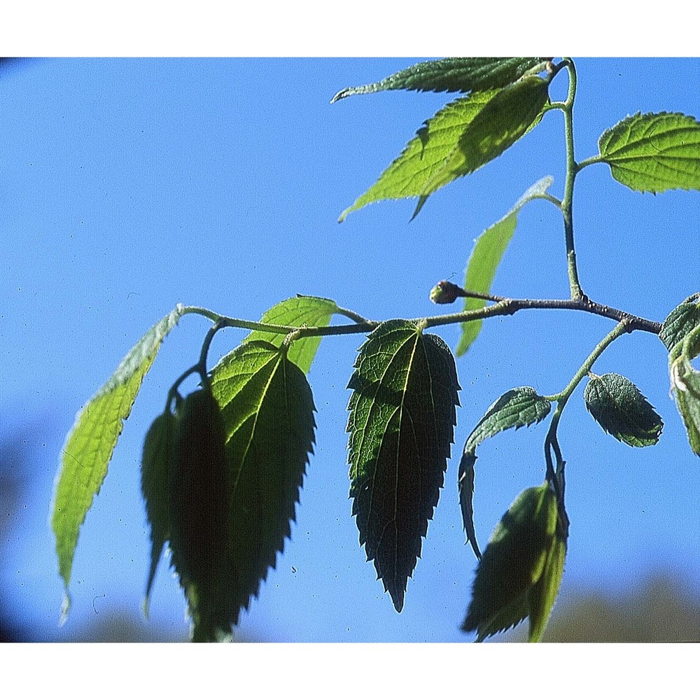 celtis tournefortii lam.