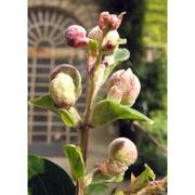 lagerstroemia indica l.