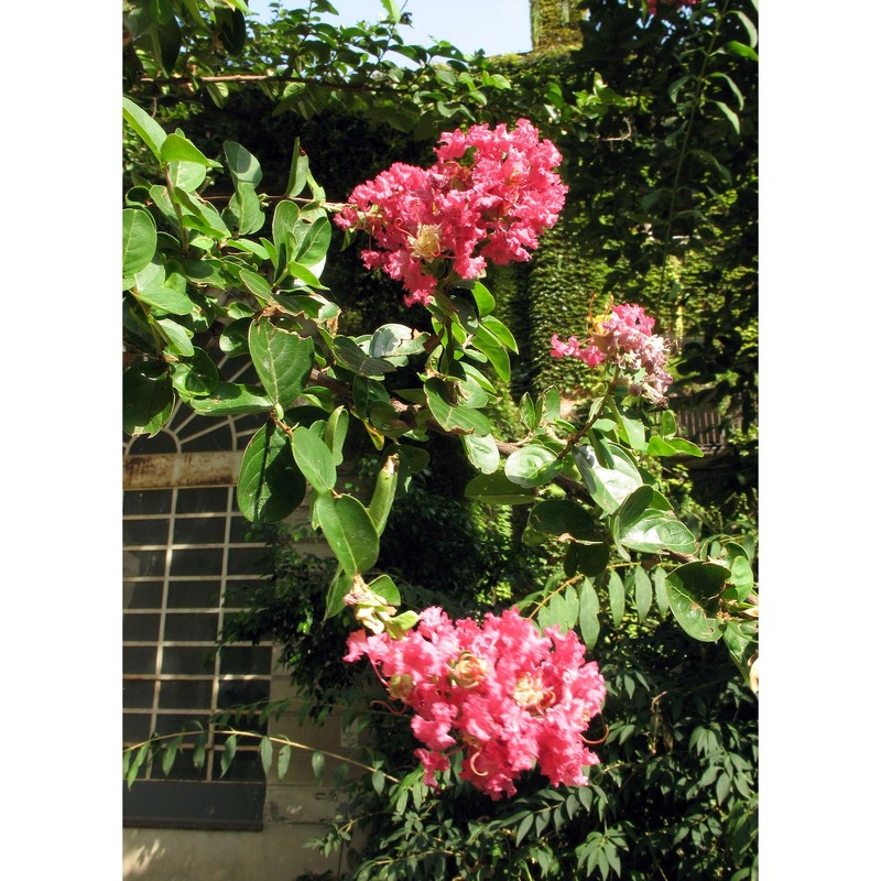 lagerstroemia indica l.