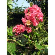 lagerstroemia indica l.