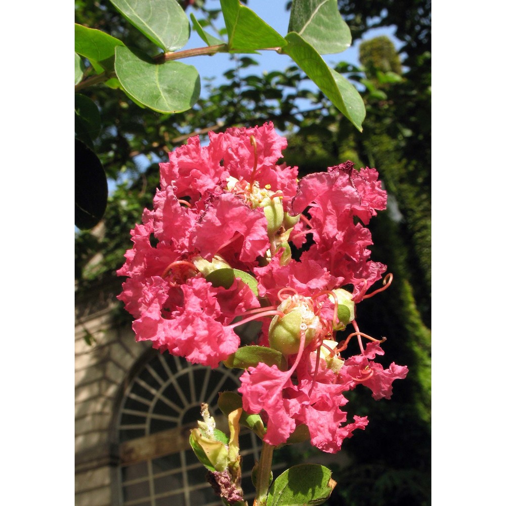 lagerstroemia indica l.