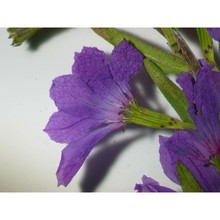 lythrum acutangulum lag.