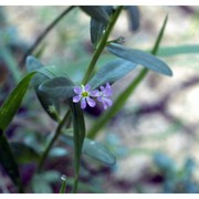 lythrum hyssopifolia l.