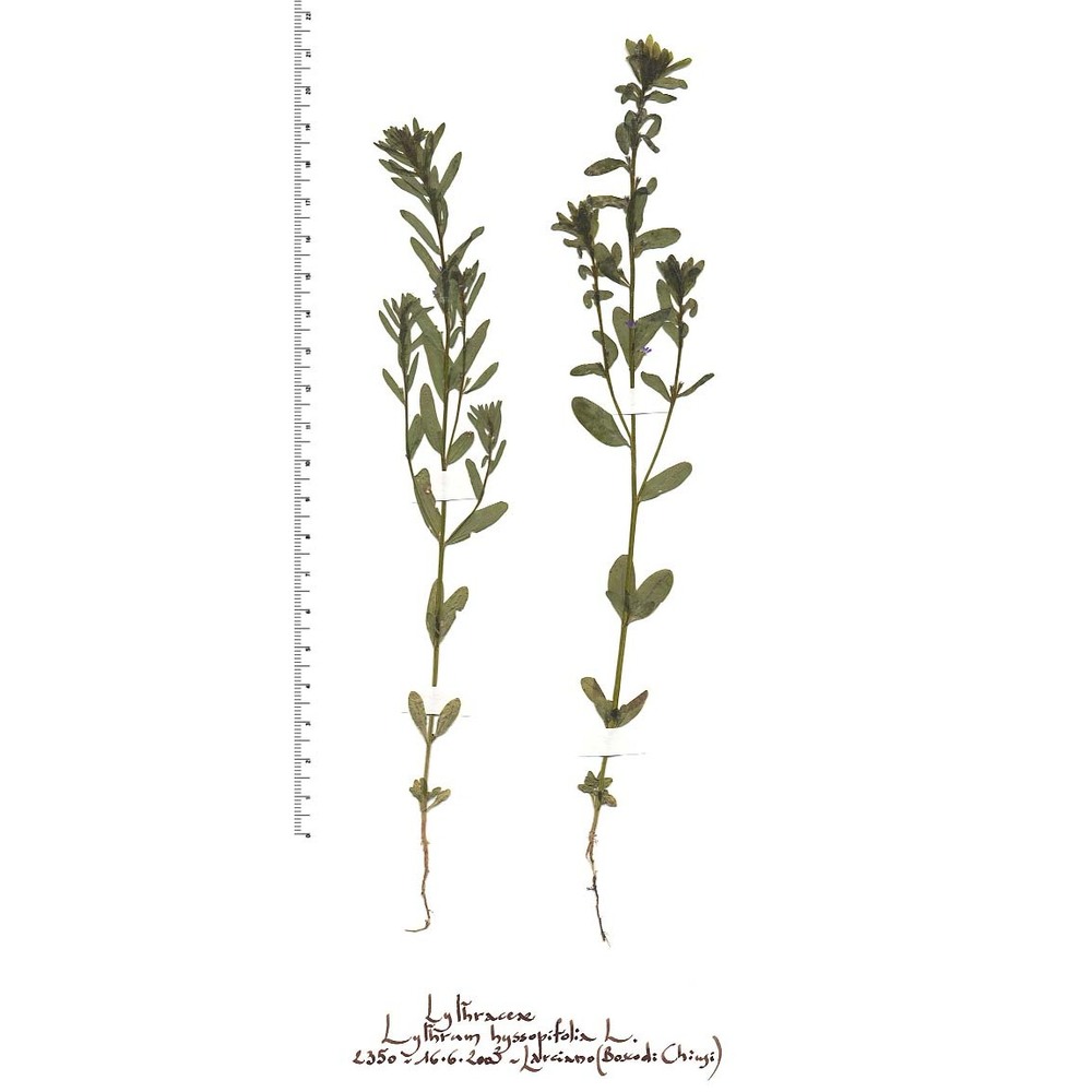 lythrum hyssopifolia l.