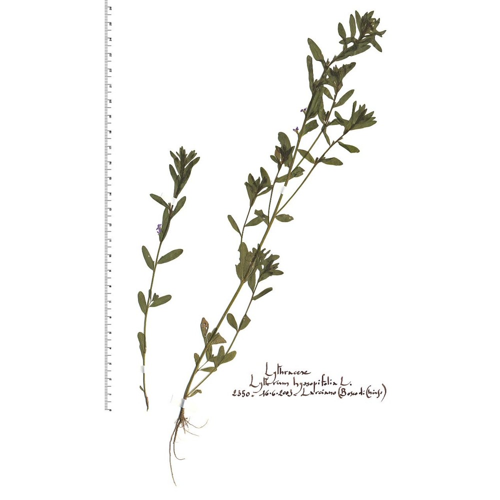 lythrum hyssopifolia l.