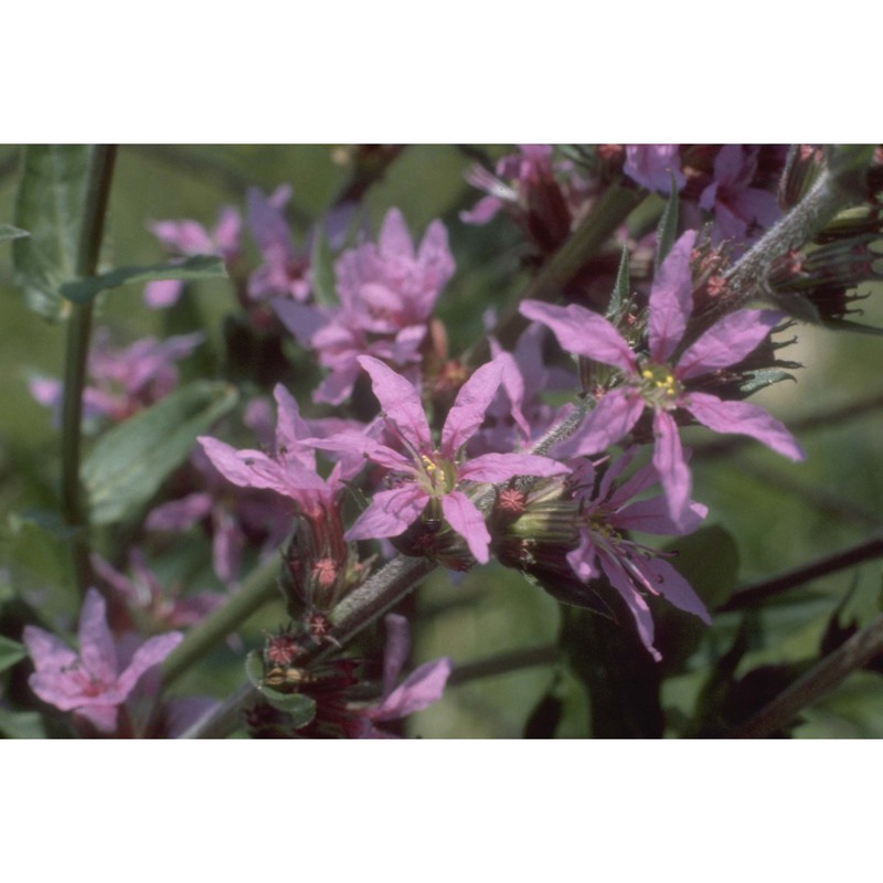 lythrum salicaria l.