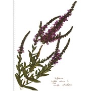 lythrum salicaria l.