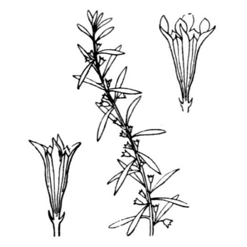 lythrum thesioides m. bieb.