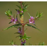 rotala densiflora (roth) koehne