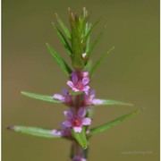 rotala densiflora (roth) koehne