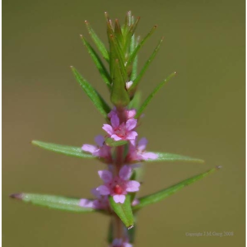 rotala densiflora (roth) koehne