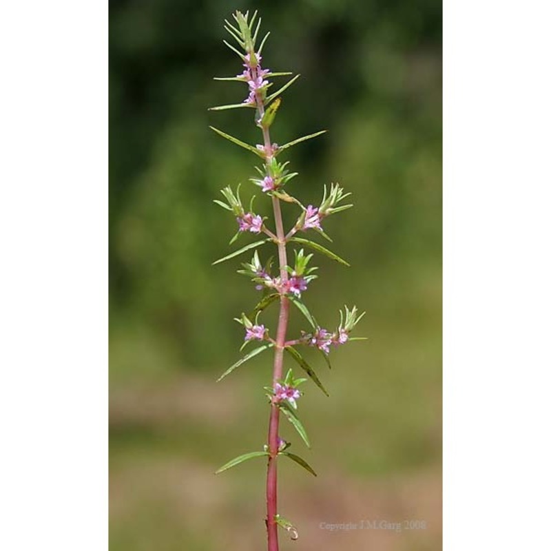 rotala densiflora (roth) koehne