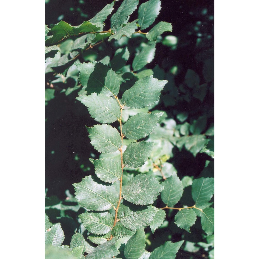 ulmus canescens melville