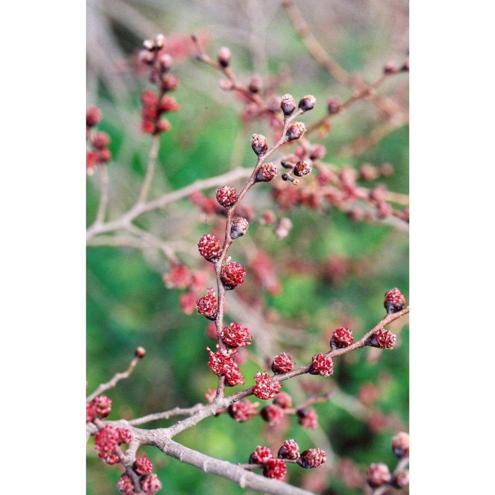 ulmus canescens melville